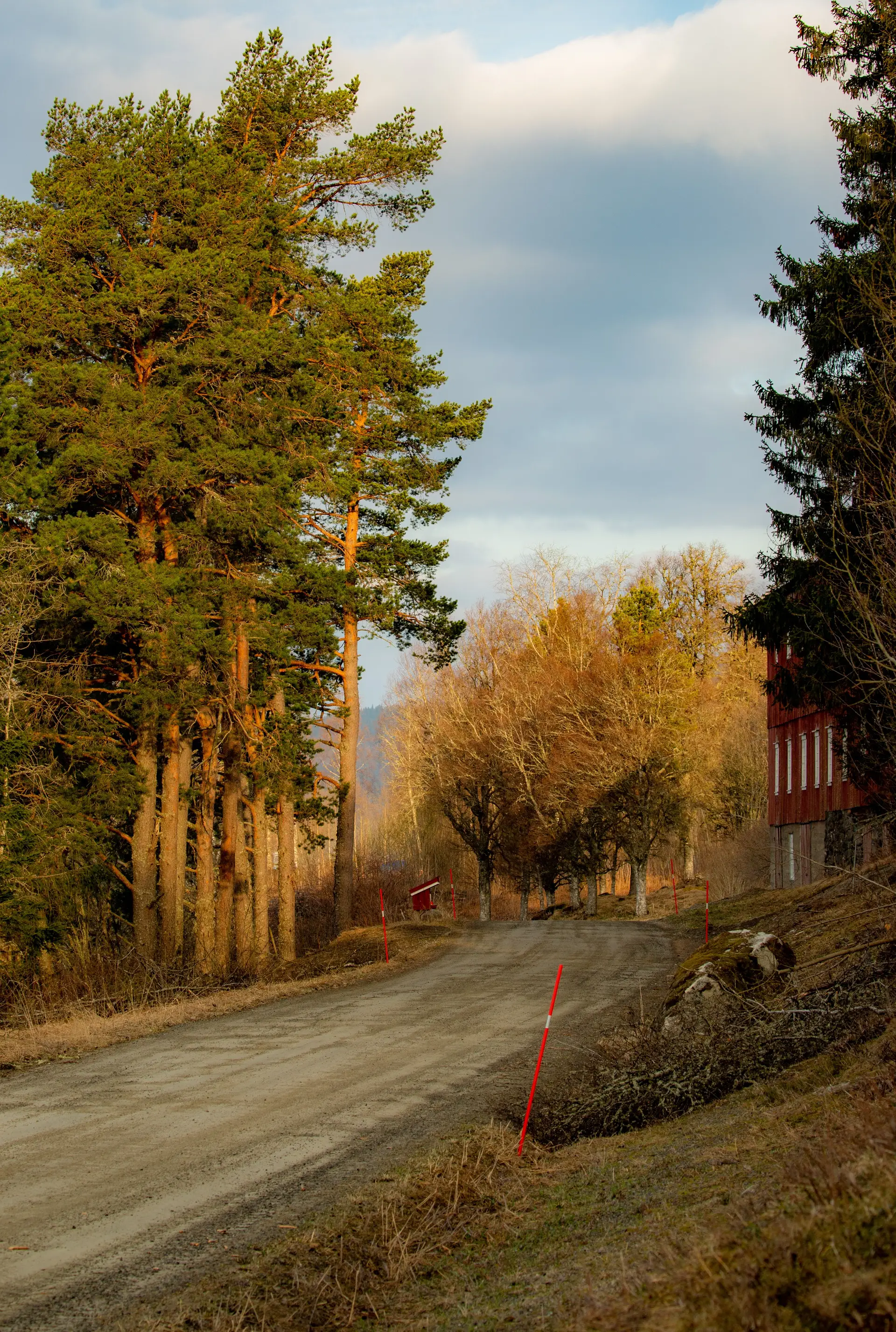Naturlig skogsvei kantet av furutrær i varmt høstlys